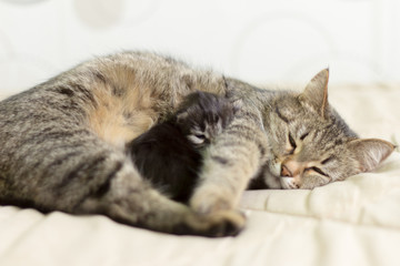 cat with her kitten sleeping and lying under the sun in an embrace