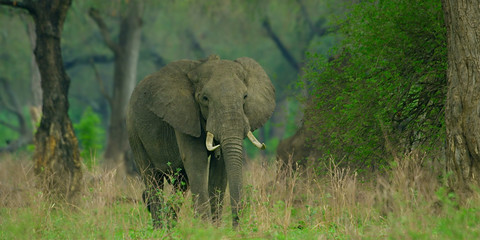 Fototapeta premium Elephant in the Savannah