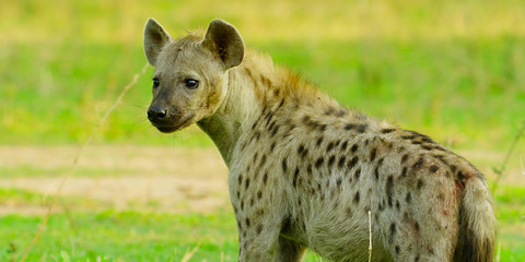 Close up of an African Hyena.