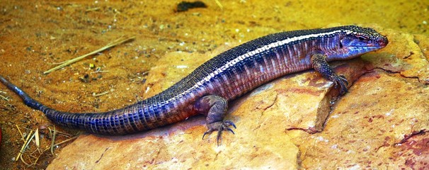 Echsen und Reptilien