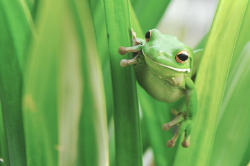 Camuoflage Frog