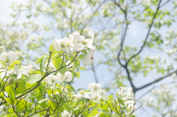 White dogwood flowers in a park of Yokohama City, Japan.