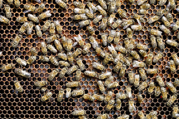 A fragment of a honeycomb with bees and young larvae of bees.