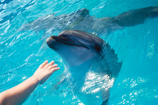 Man hand touch a dolphin