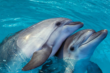 Groupe de dauphins intelligents mignons dans l& 39 océan