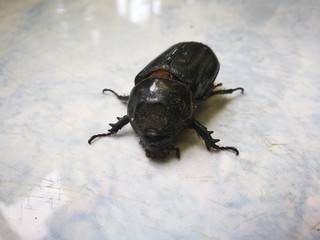 Baby Weevil in garden