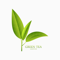 Green tea. Logo template with sprig of tea leaves. Vector illustration.