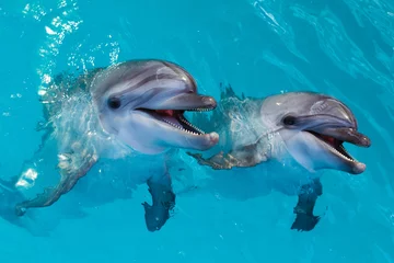Gartenposter Tieren Gruppe süßer intelligenter Delfine im Ozean