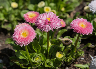Daisy pink varieties (Bellis)