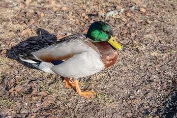 a mallard walking in a swedish park in spring