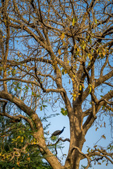 Indian peacock on the tree. 