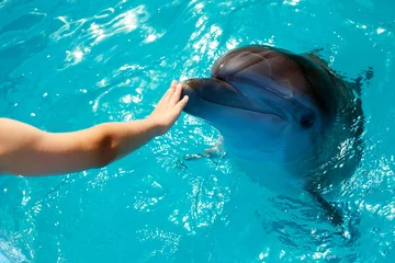 Poster de jardin Dauphin Man  hand touch a dolphin