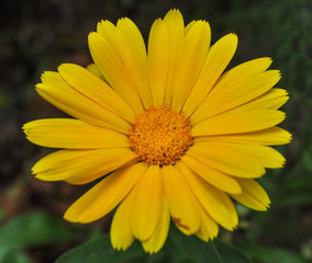 Flower garden in spring