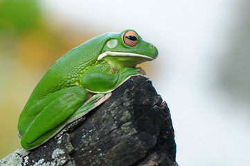 Tree Frog Whitelips