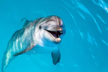 Selbstklebende Fototapete Delfin Delfinportrait, während du dich mit offenem Mund anschaust