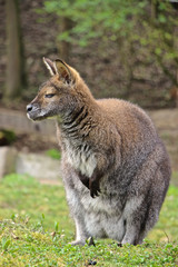 Bennett Känguru schaut und träumt 