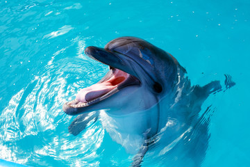 Naklejka premium Portret delfina, patrząc na ciebie z otwartymi ustami