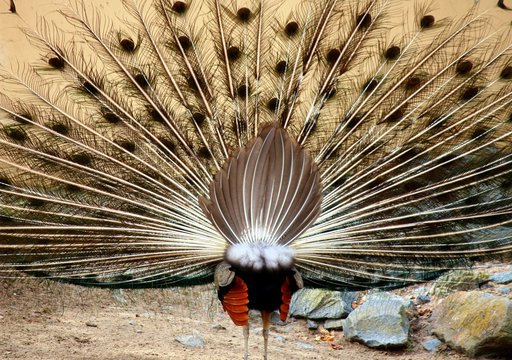 Eitler Pfau