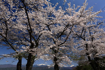 桜と南アルプス