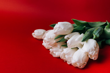 a bouquet of white tulips on a red background, from the upper right corner