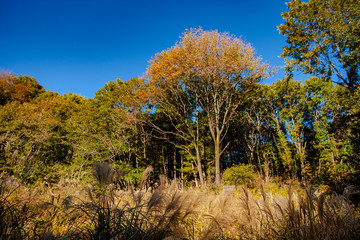 秋の里山と紅葉　青空と紅葉　奥武蔵　日本