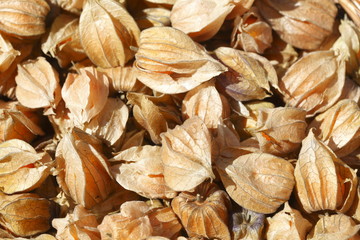 Physalis, Kapstachelbeeren (Physalis peruviana)