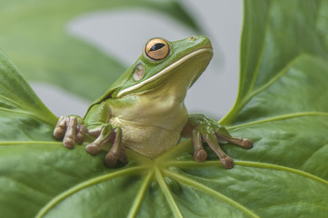 Tree Frog Whitelips