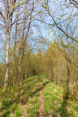 Forest path in spring with blooming anemones and greenery trees