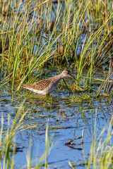 Wood Sandpiper walking among the grass in  the water