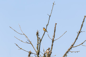 Tree with a Whinchat bird on a branch