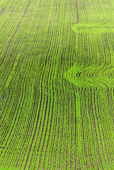 Saw field with patterns in spring