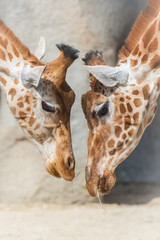 Giraffes, mother and baby giraffe, love
