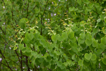 young leaves of Japanese Katsura tree / 桂の芽吹き(広角寄り)