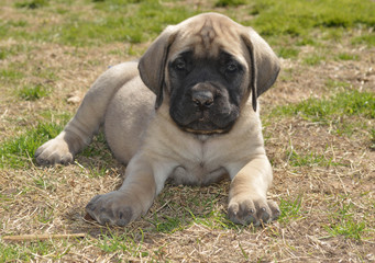 Purebred English Mastiff puppy outside on dry grass on a sunny day 