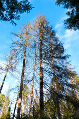 Tree without foliage surrounded by evergreen pine trees against a background of blue sky. Clouds. Clear sunny weather. Forest. Glade.