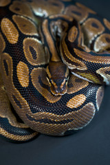 Royal Python. Natural color is normal. Snake. Black background.