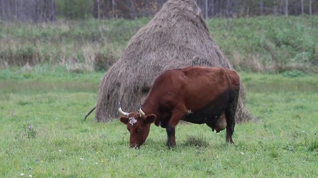 Hay harvesting for private sector (small farm). Stack of dry hay and cow are fed on hayfield
