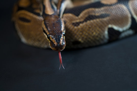 Royal Python. Natural color is normal. Snake. Black background.