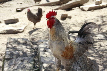 stolzer herrscher im hühnerhaus