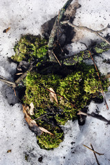 Branches with green moss through melting snow, spring sunny day