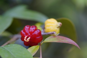 木成りのピタンガの実