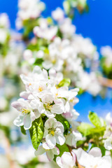 Macro closeup of white and pink apple blossoms growing on tree with vibrant blue sky wallpaper background