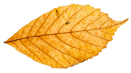 yellow autumn leaf of parthenocissus plant