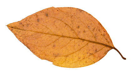 Obraz premium back side of yellow autumn leaf of poplar tree