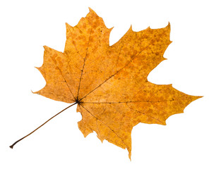 autumn rotten leaf of maple tree isolated