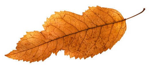 back side of broken leaf of ash tree isolated