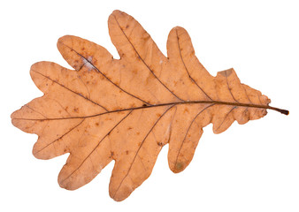 Fototapeta premium fallen leaf of oak tree isolated on white