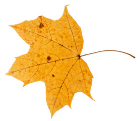 back side of yellow leaf of maple tree isolated