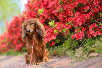 つつじを楽しむダックスフンド