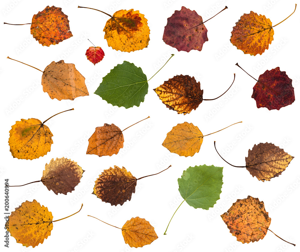 Canvas Prints set of various leaves of aspen trees isolated